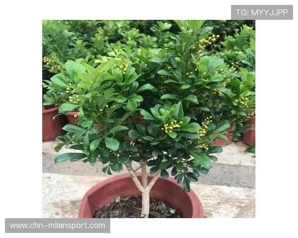米兰开花时间:了解米兰主要花卉的开花季节与观赏的最佳时间段 米兰开花时间:了解米兰主要花卉的开花季节与观赏的最佳时间段